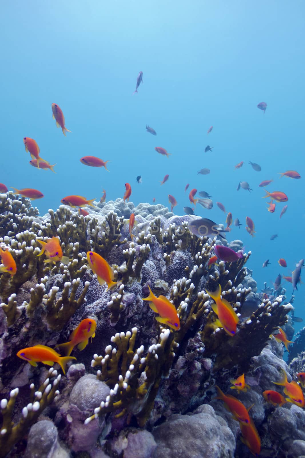 coral reef with hard corals and exotic fishes anthias at the bottom of tropical sea