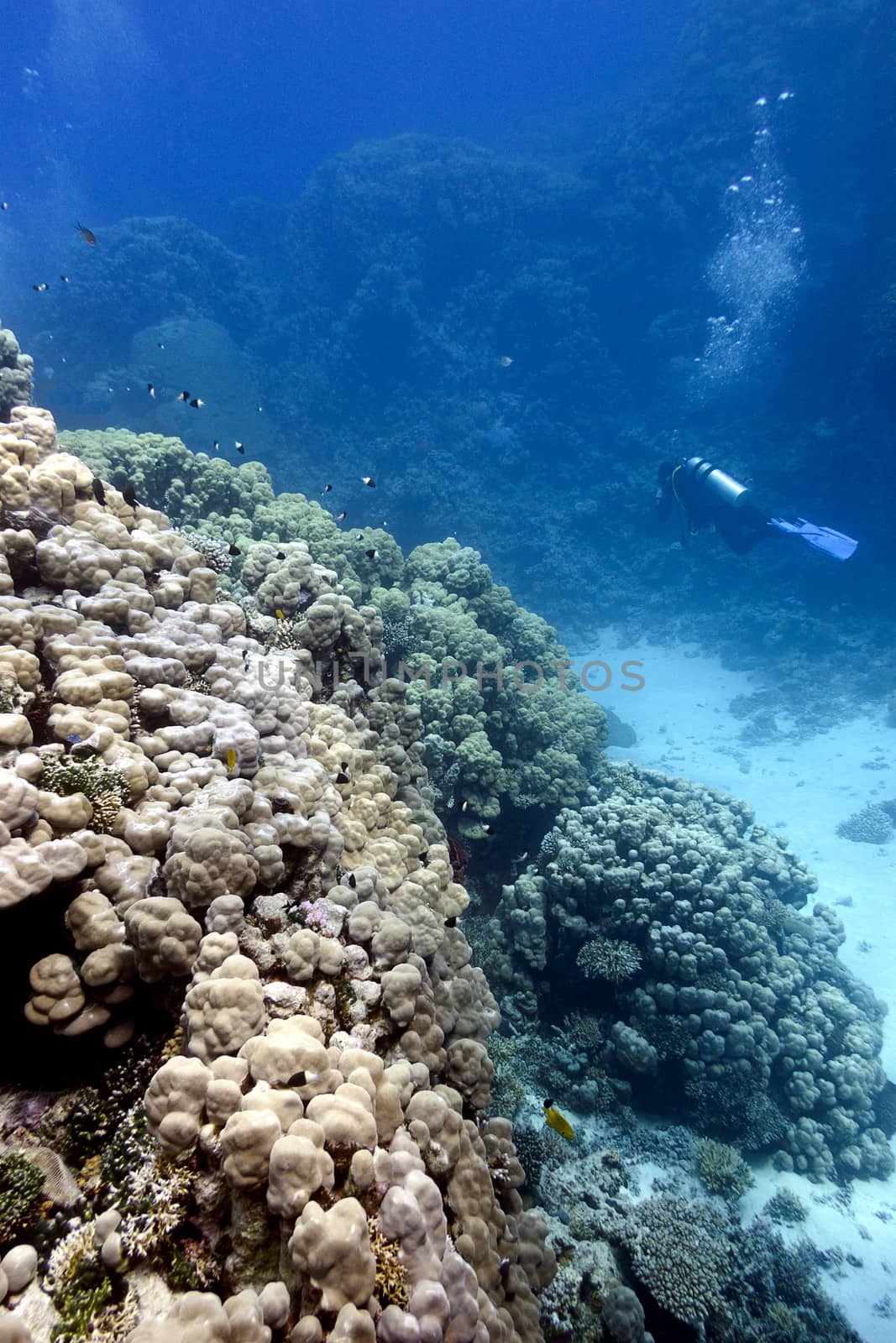 great hard corals with diver on the bottom of red sea on blue water background