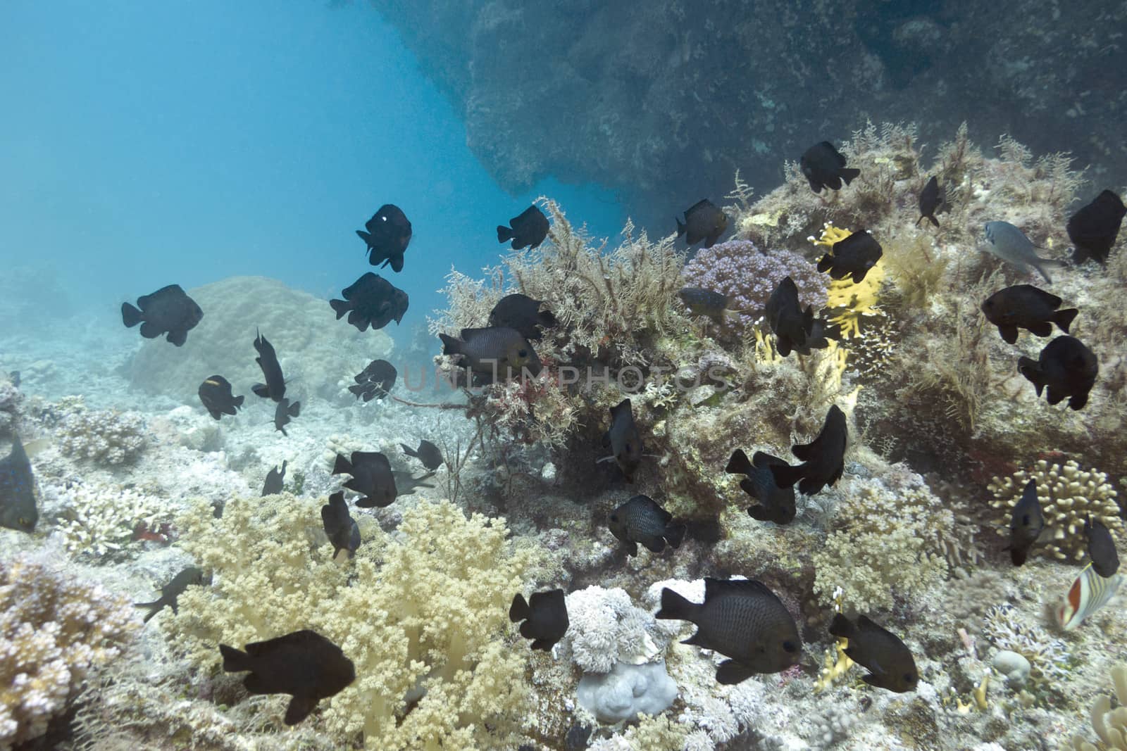 coral reef with exotic fishes dascyllus at the bottom of tropical sea