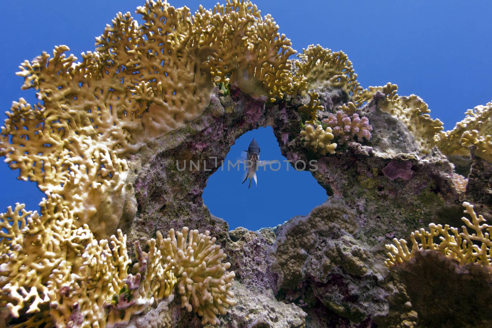 coral reef with great coral and single exotic fish on blue water background