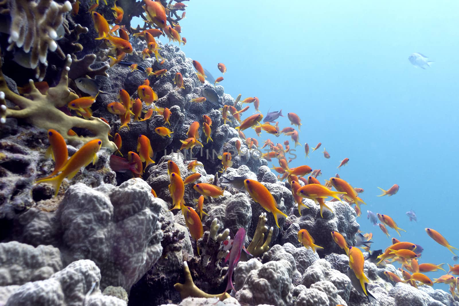coral reef with hard corals and exotic fishes Anthias at the bottom of tropical sea on blue water background