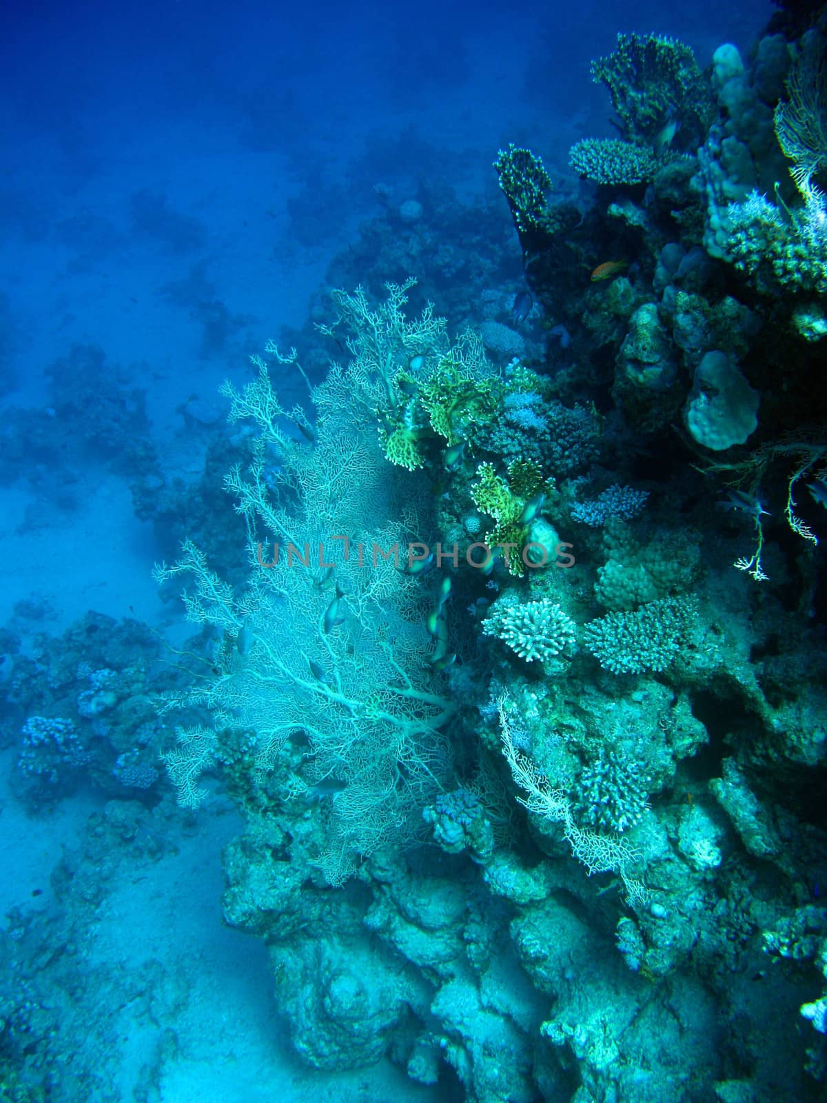 coral reef with gorgonian at the bottom of tropical sea on blue water background by mychadre77