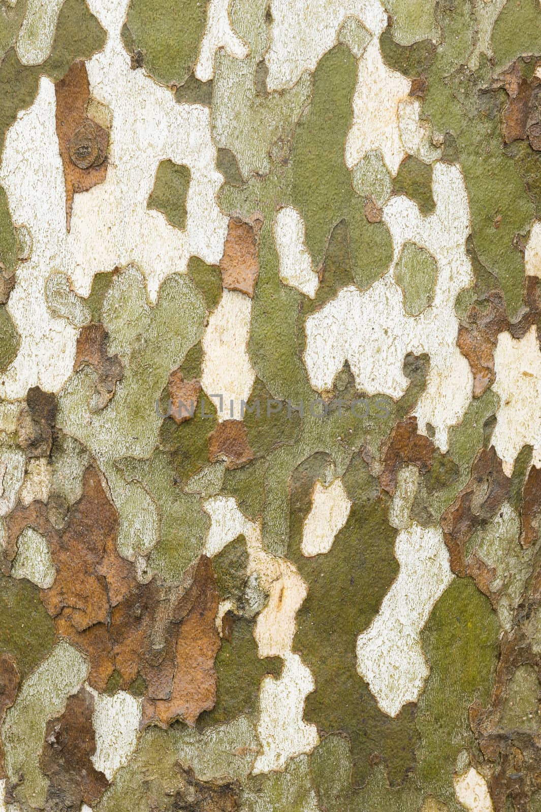 Detail of bark in plane tree, Platanus acerifolia