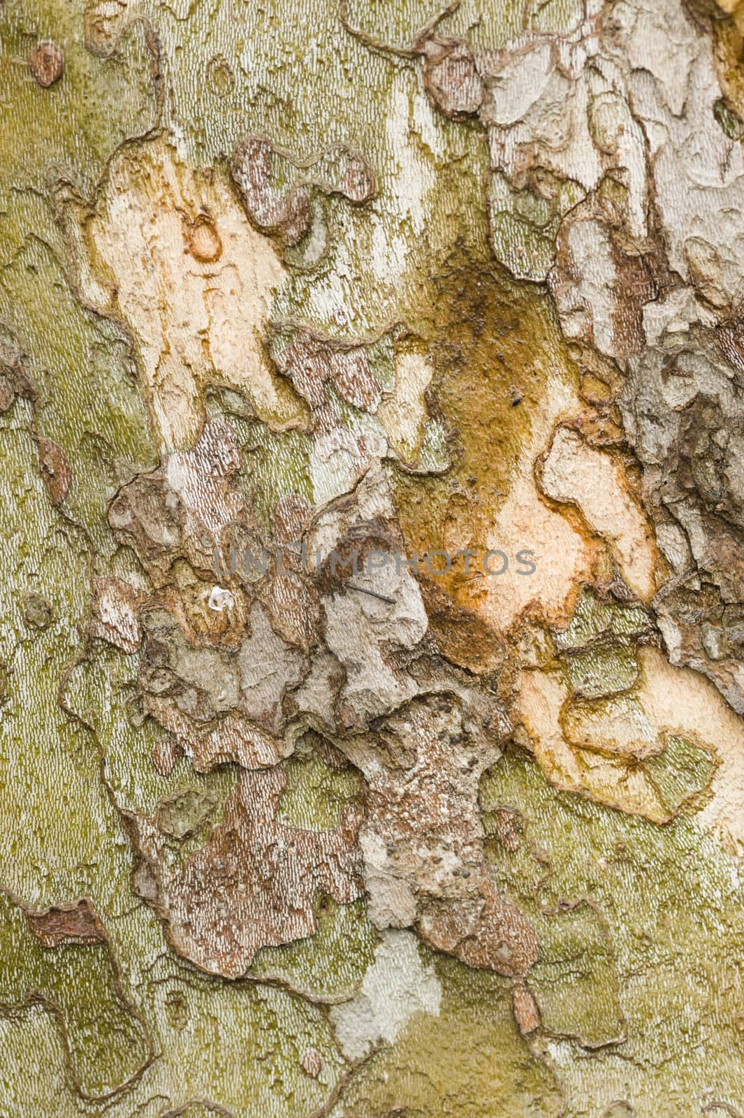 Detail of bark in plane tree, Platanus acerifolia