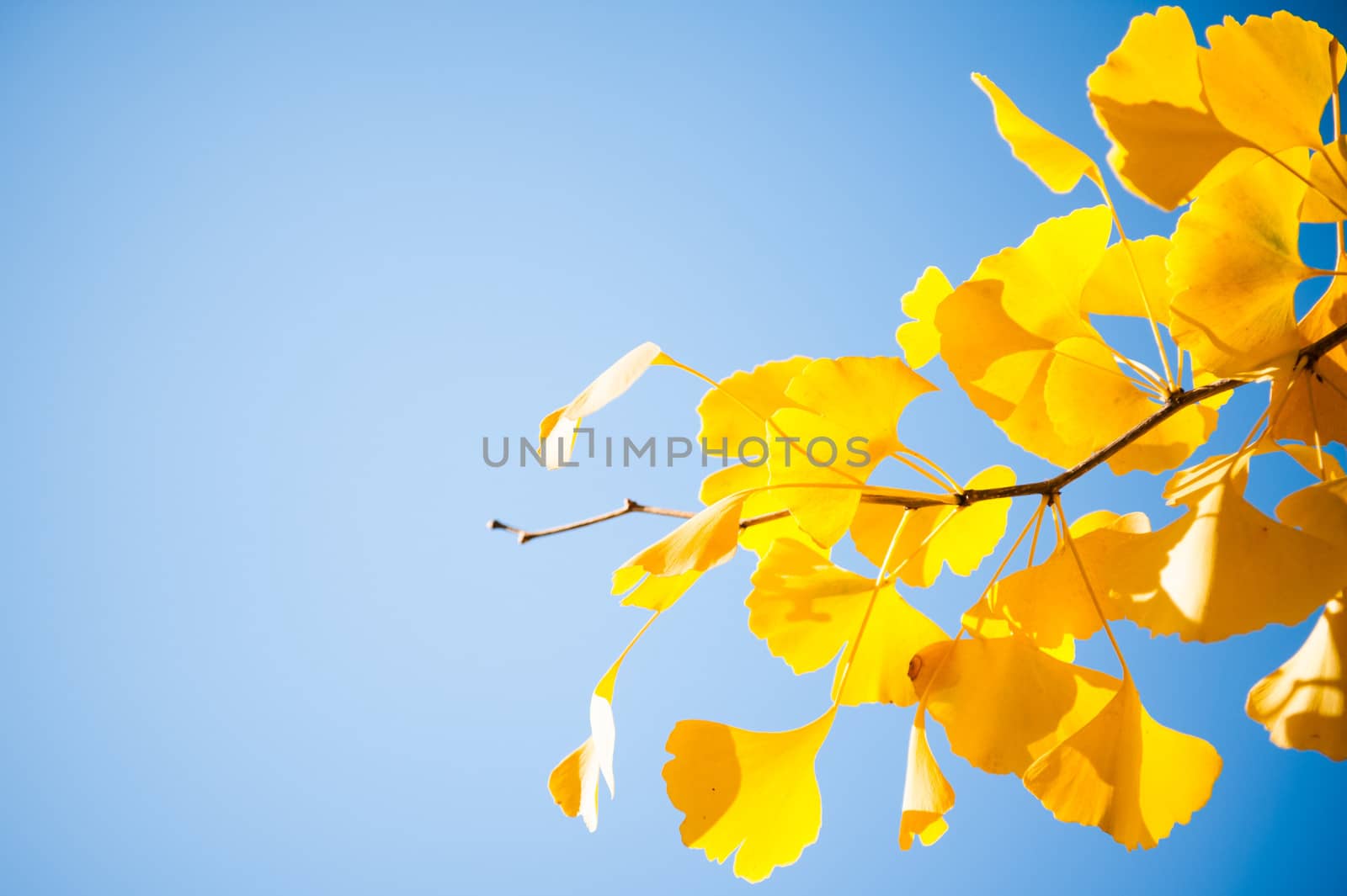 Closeup of ginkgo tree branch with yellow leaves on a blue sky in the autumn