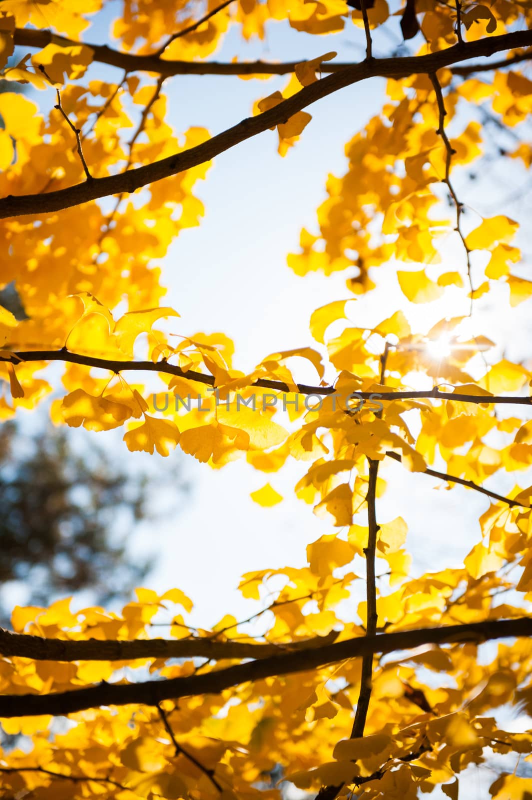 Sunlight coming through tree branches with yellow leaves, closeup