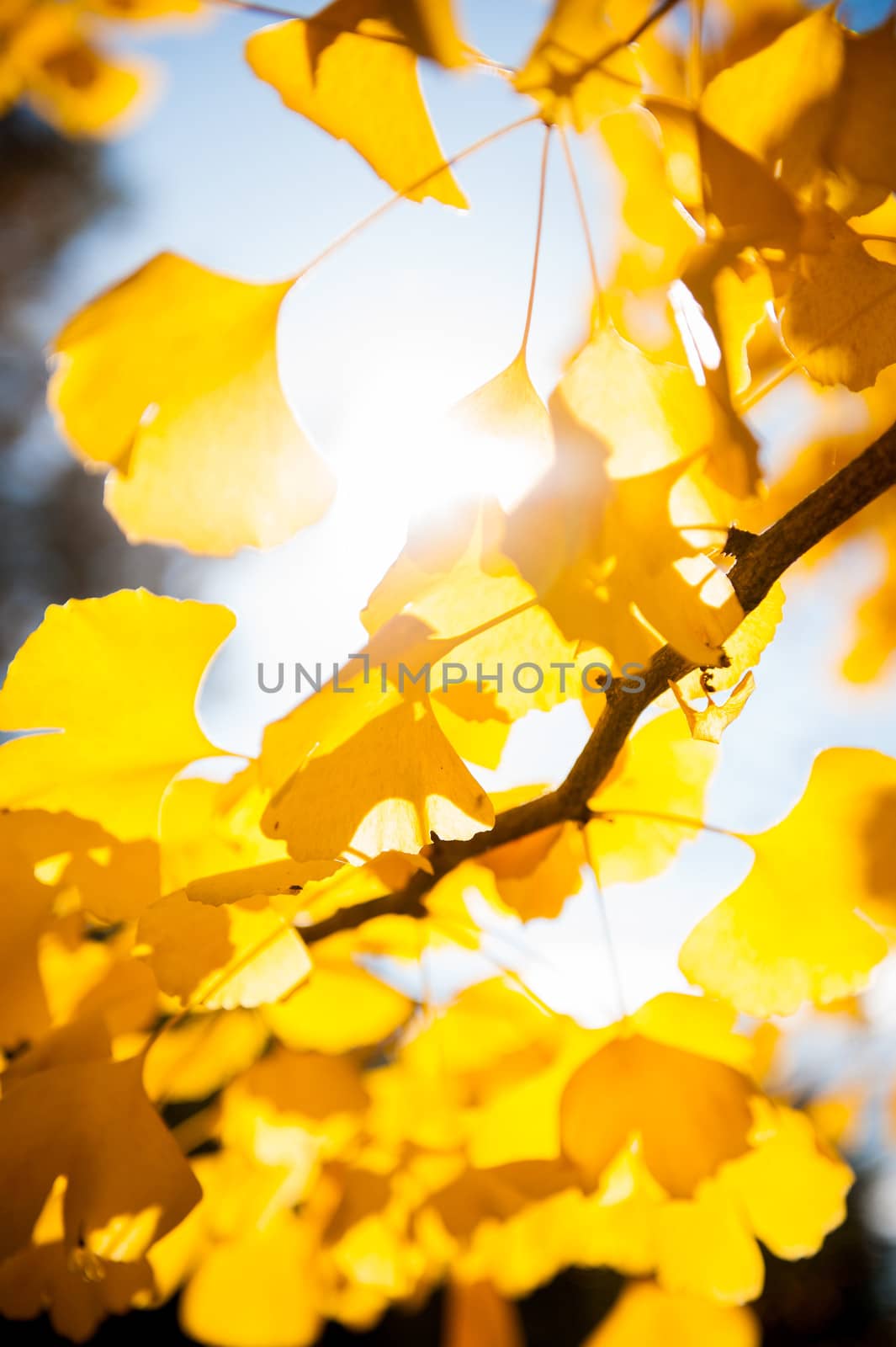 Sunlight coming through tree branches with yellow leaves, closeup