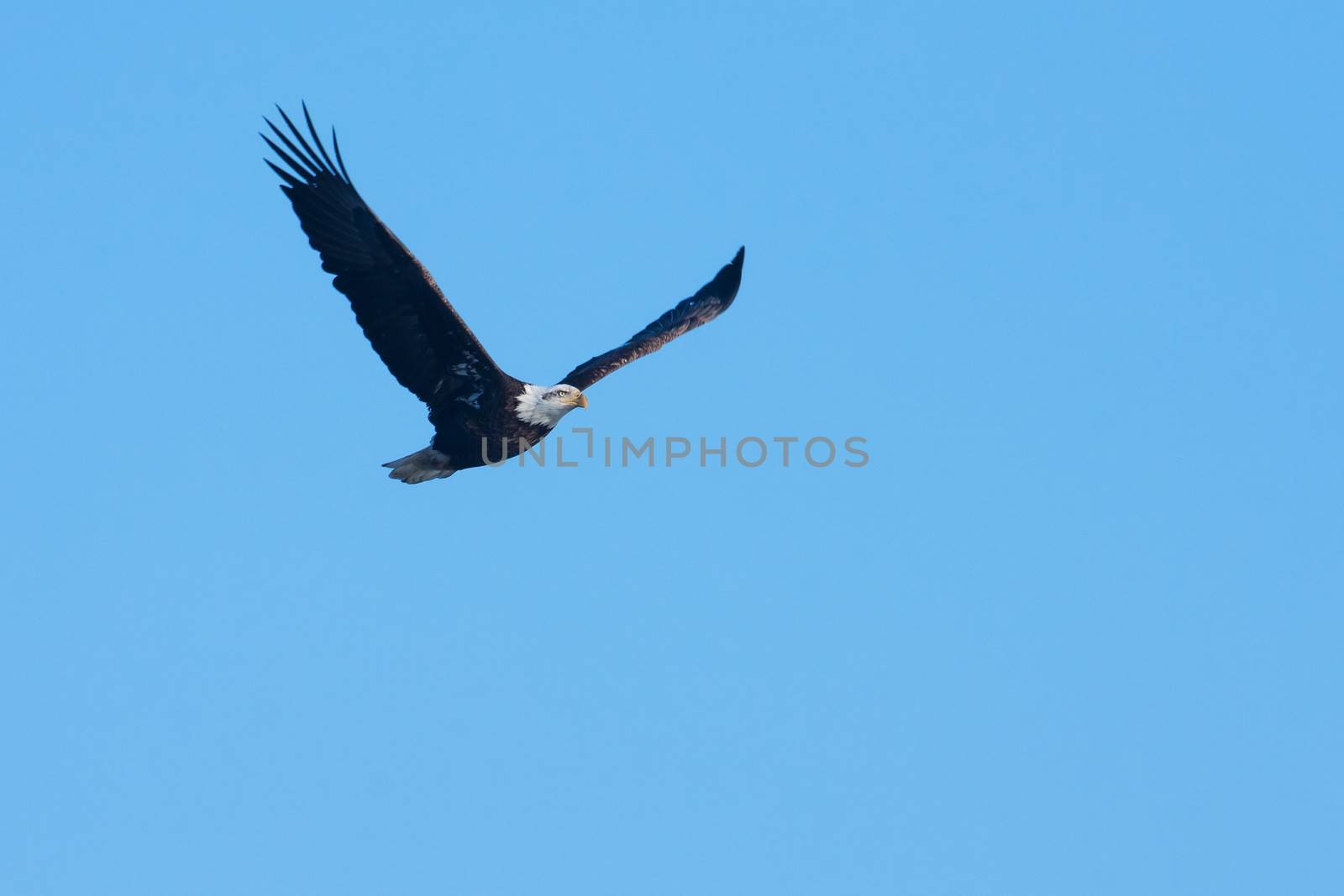 An image of an American Bald Eagle in Flight.