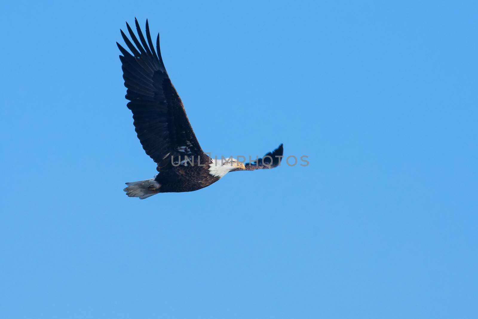 An image of an American Bald Eagle in Flight.