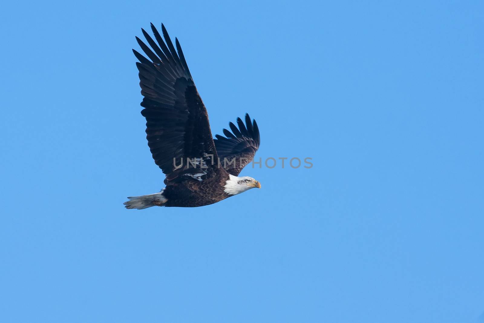 An image of an American Bald Eagle in Flight.