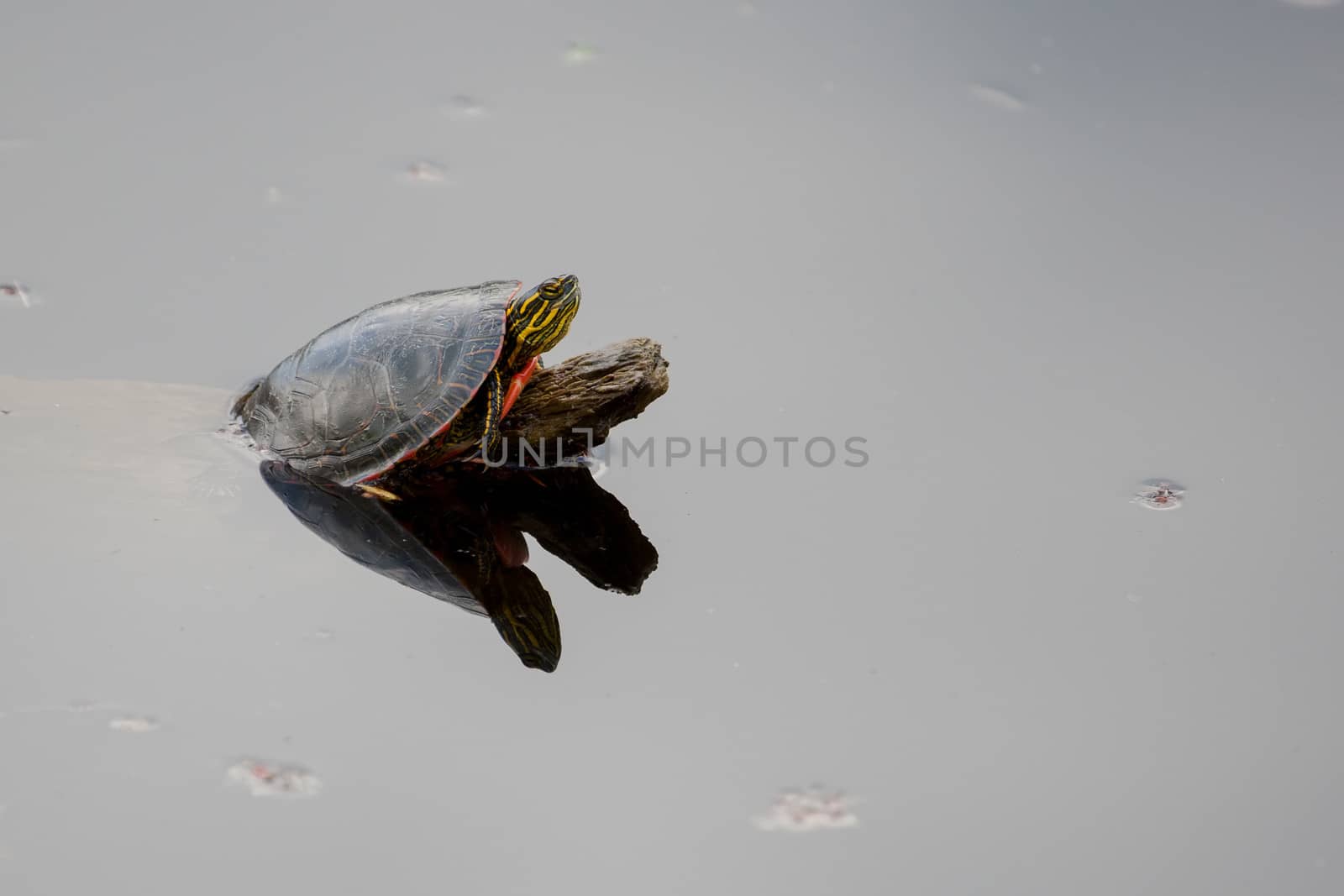 Painted Turtle Sunning by Coffee999