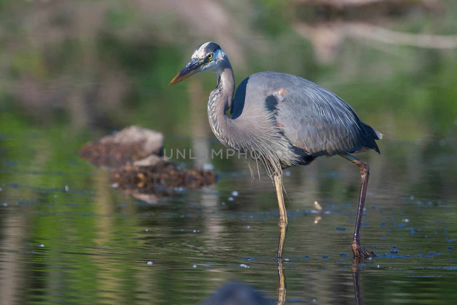 Great Blue Heron fishing in the low lake waters.