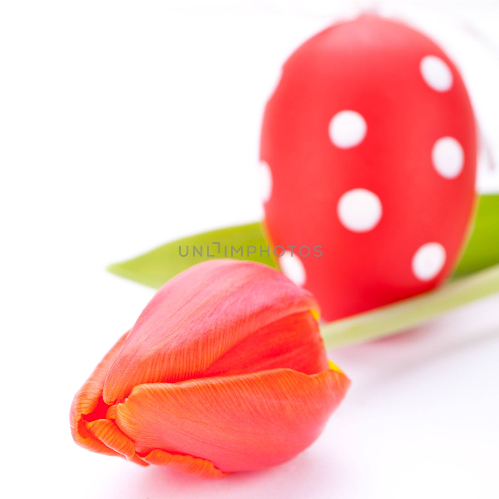 Colourful red Easter still life with delicate fresh spring tulips and handpainted traditional Easter Eggs arranged on a white background with copyspace for your seasonal wishes