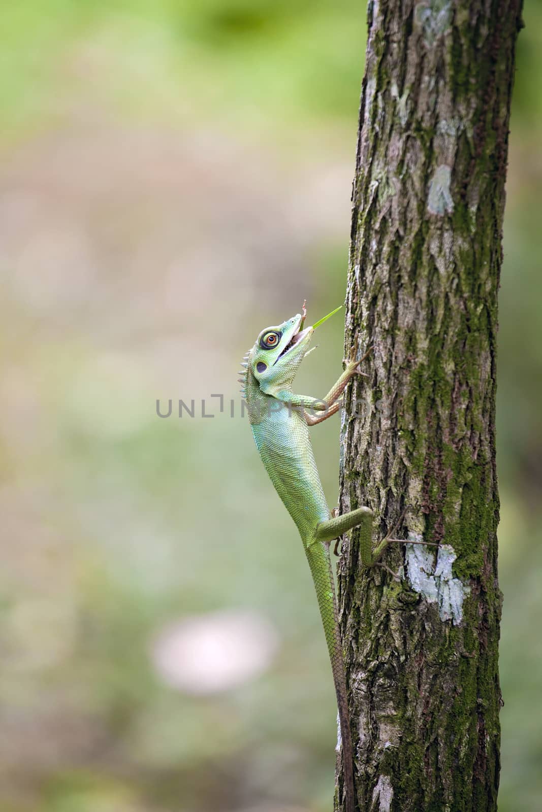 Green Crested Lizard Climbing on Tree Trunk Feeding on Insect