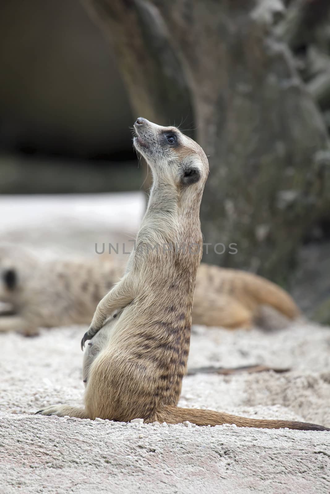 Meerkat Standing Up on Lookout Out for Danger