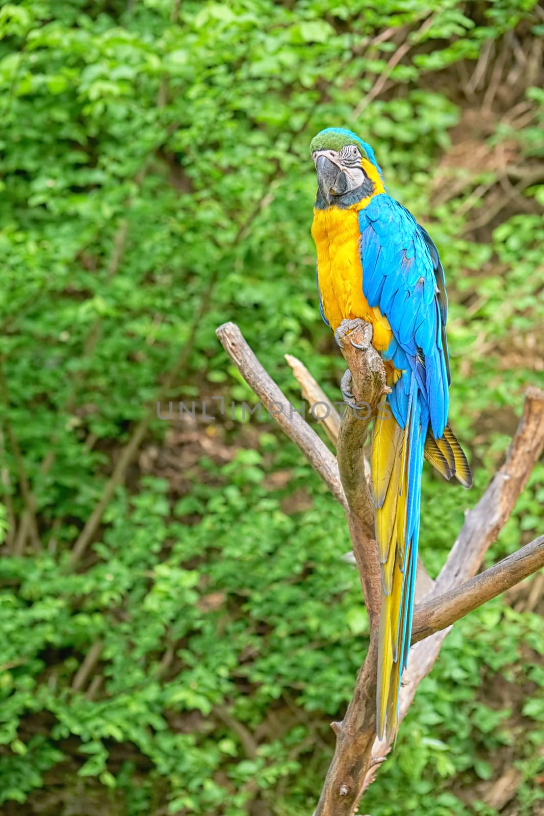 macaw on the branch by zhu_zhu