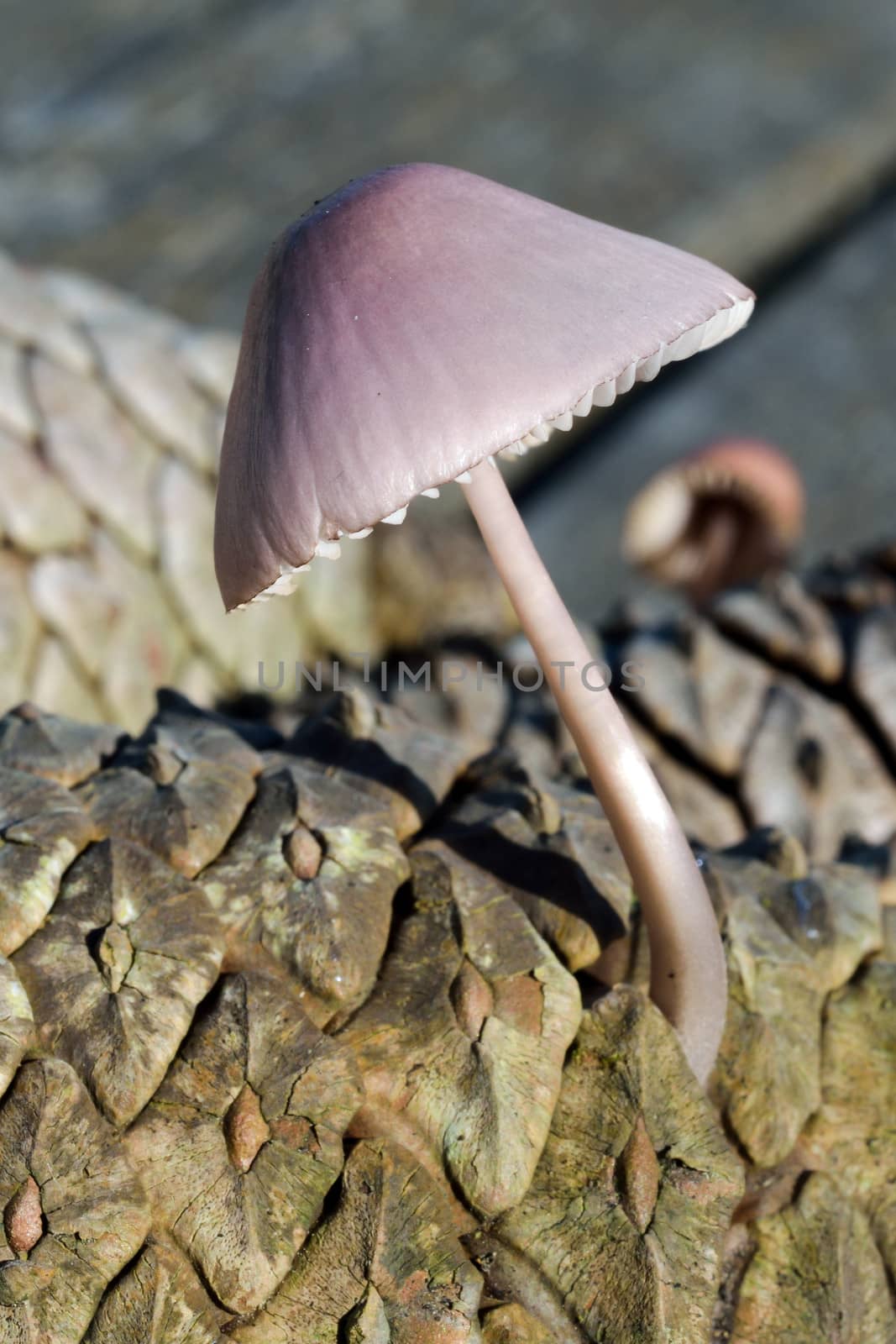 Mushroom mycena pura in forest of pine
