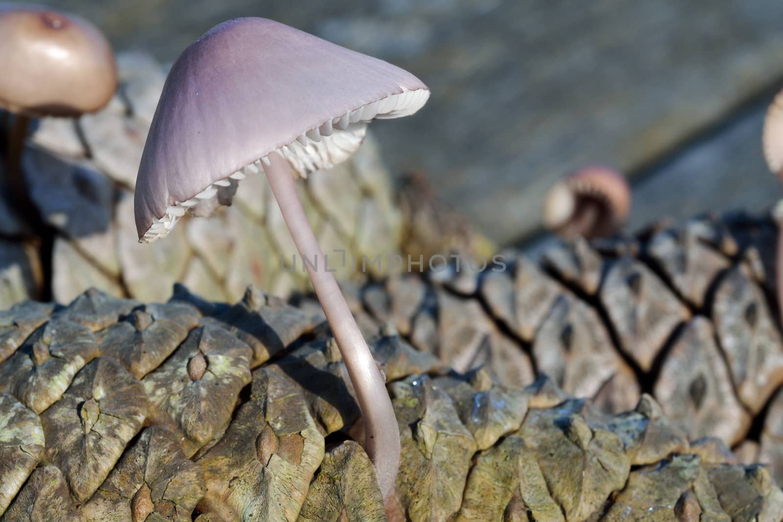 Mushroom mycena pura in forest of pine