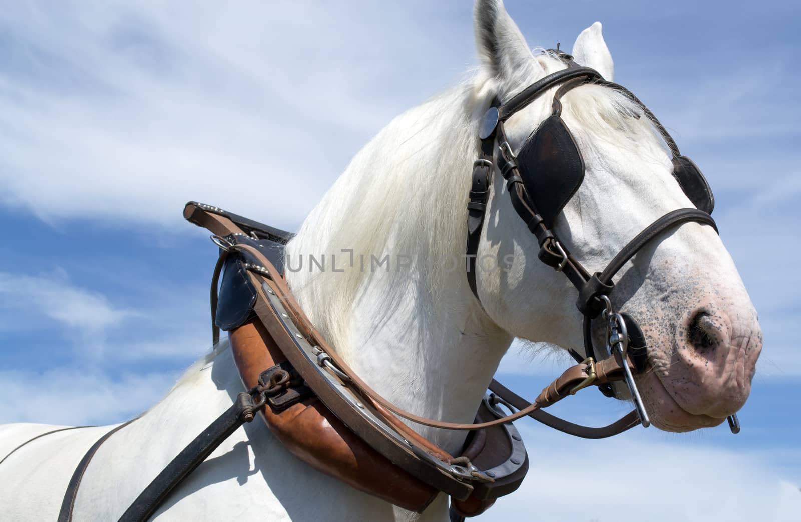 Horse race boulonnaise