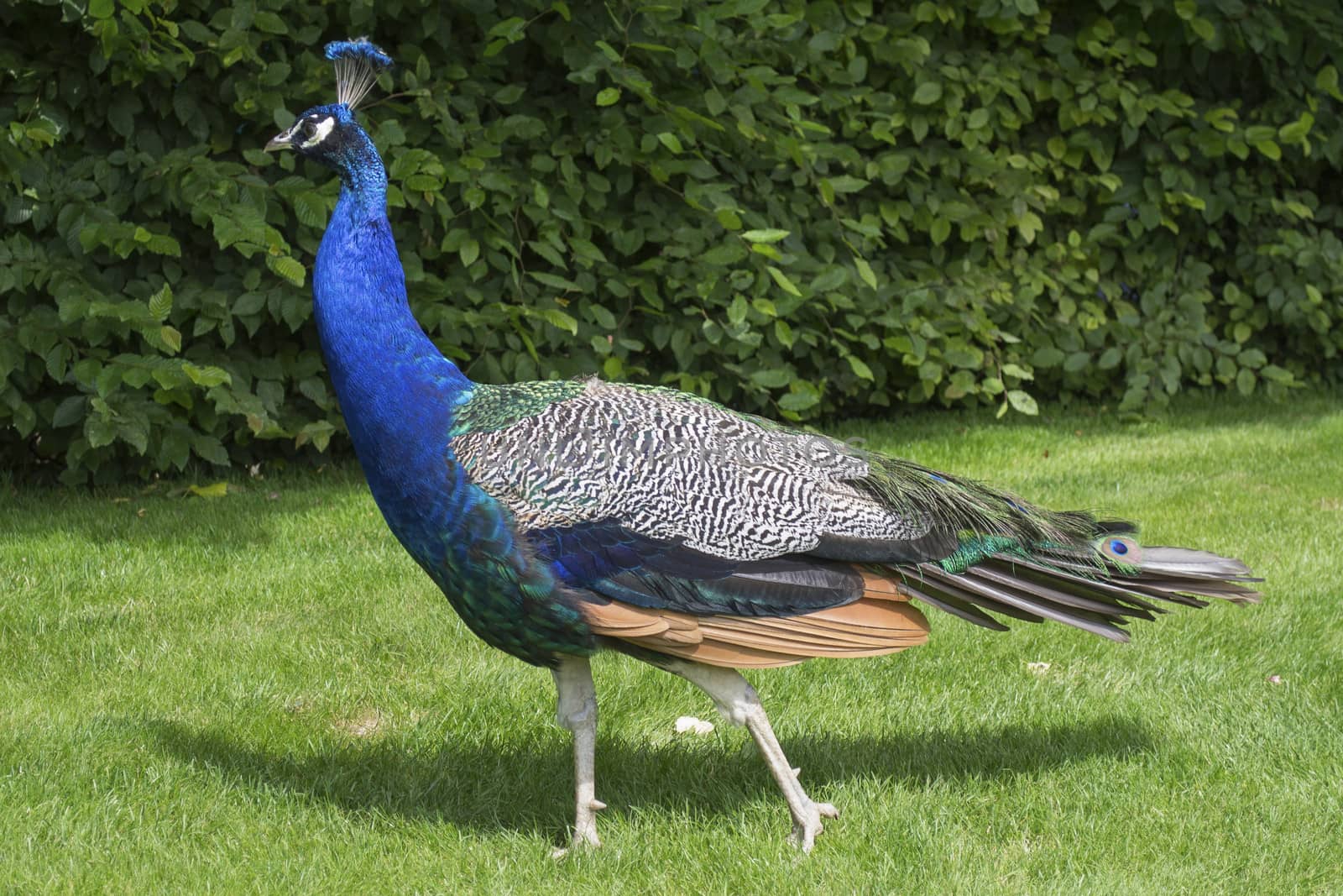 Peacock blue