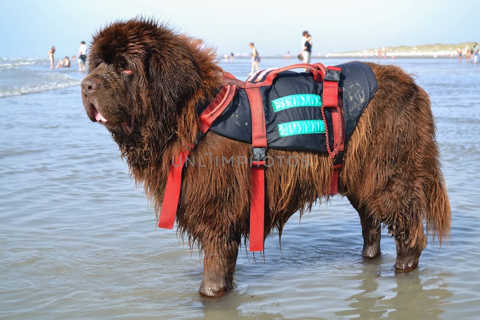 Newfoundland dog
