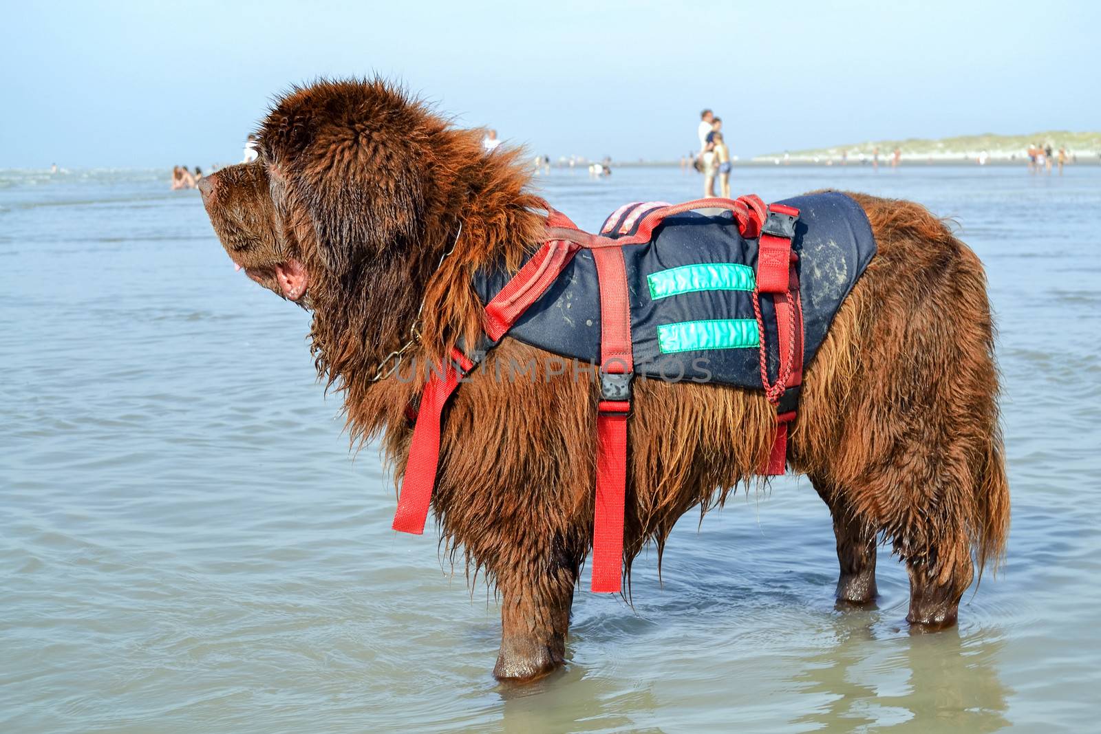 Newfoundland dog