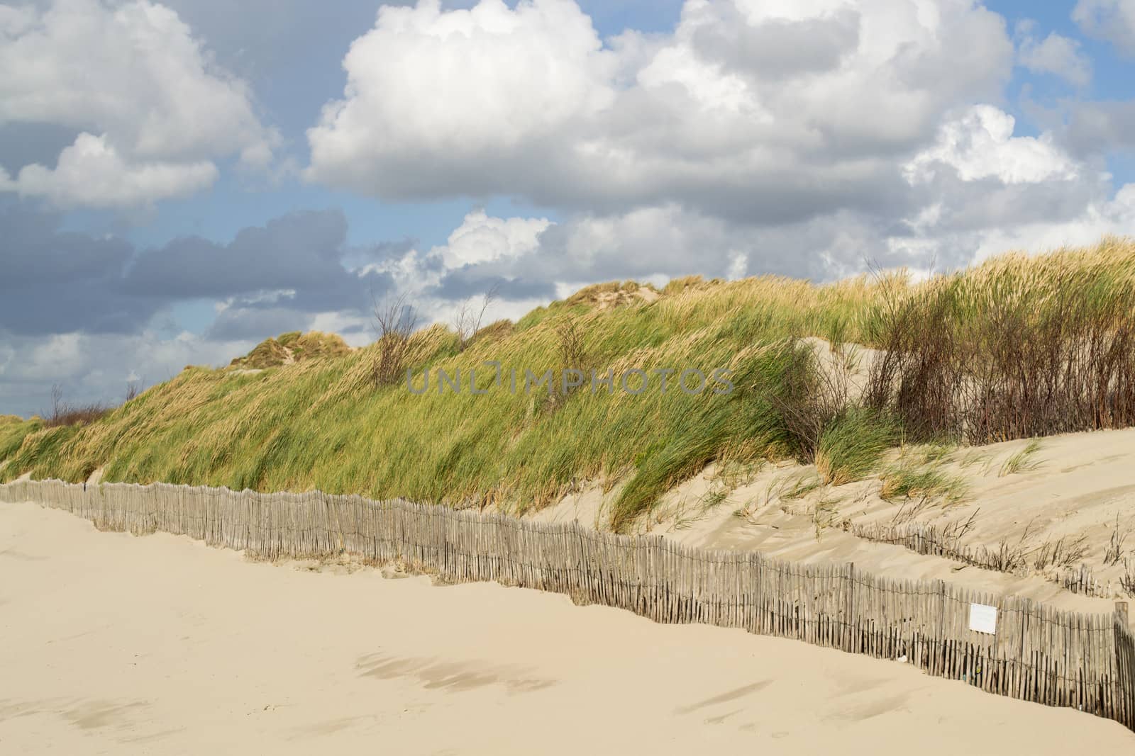 Ecosystem of the Opal Coast in Picardy. France