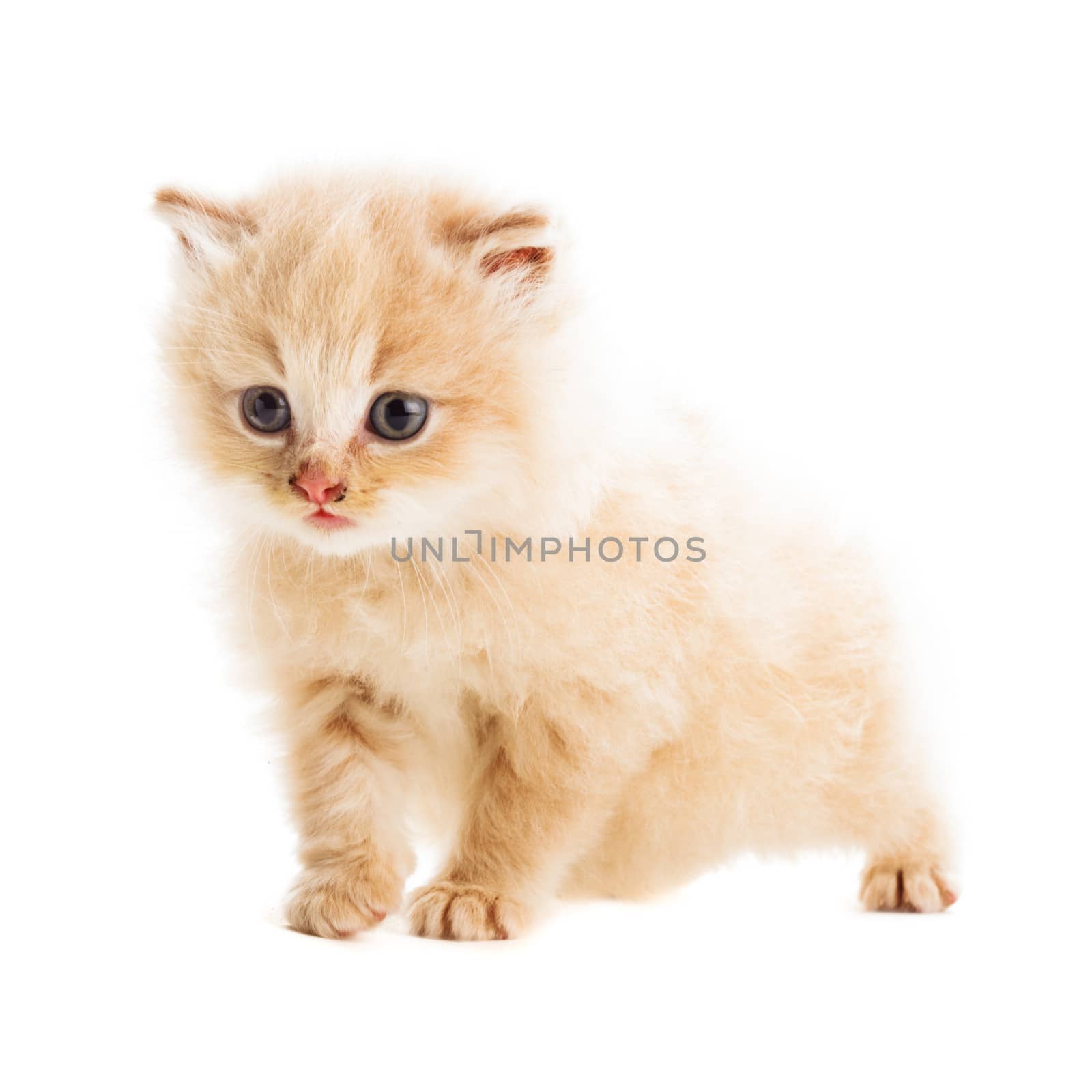 one beige kitten snatd on white background