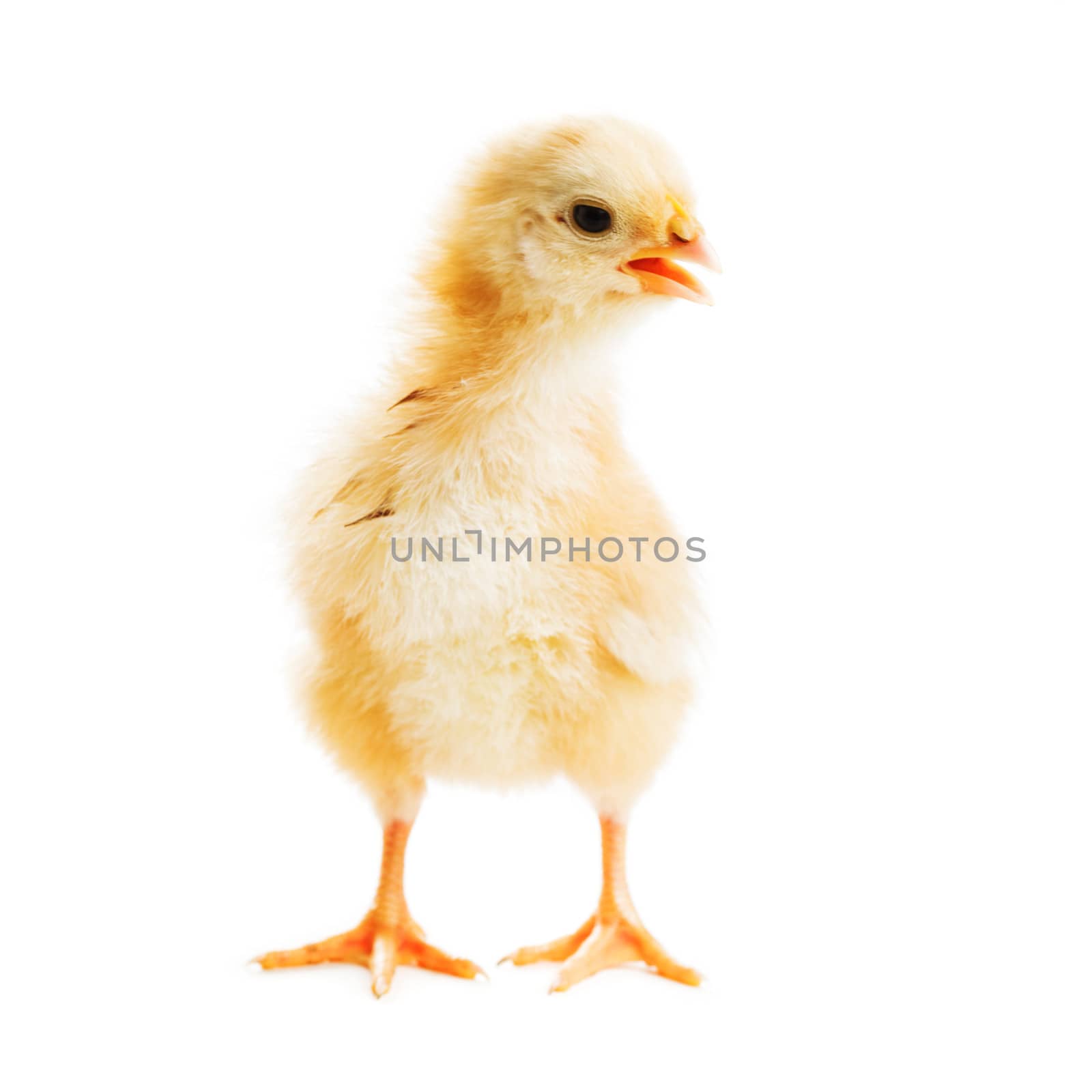 Cute yellow chick with open nib isolated