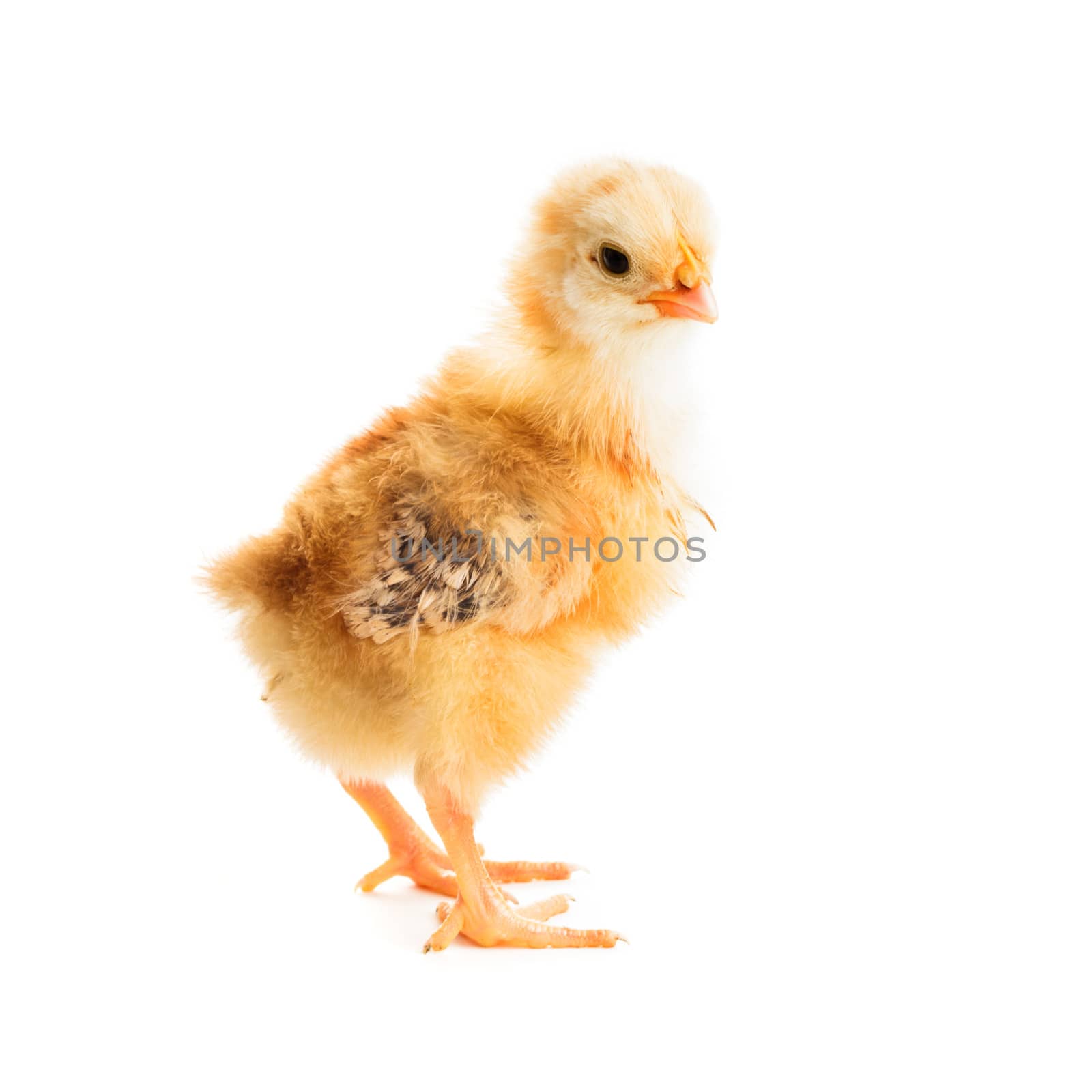 Cute yellow chick with stripped wings isolated