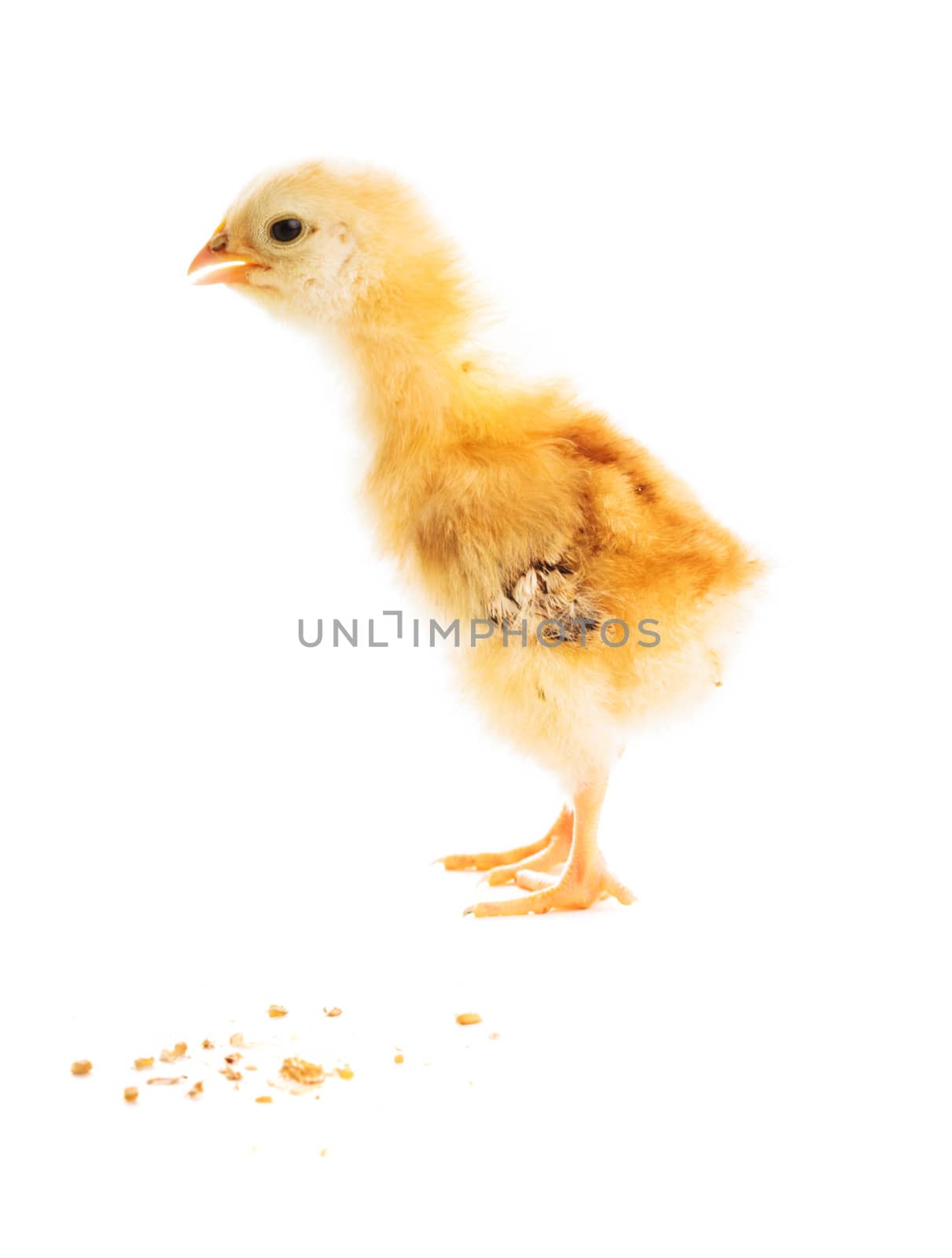 Cute yellow chick  pecks millet, isolated on white