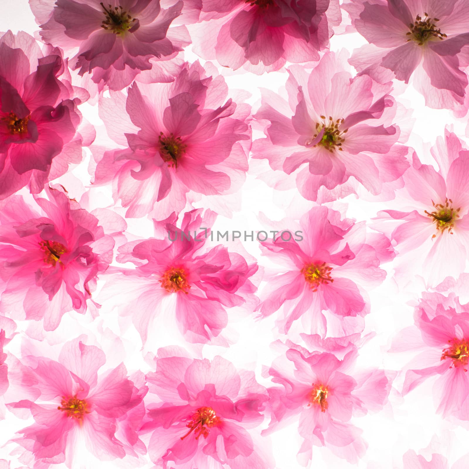 Pink flowers of sakura like a background