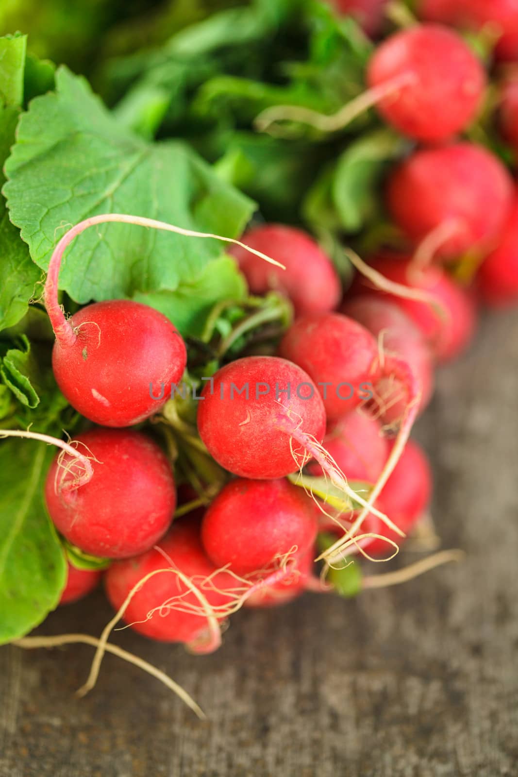 Fresh radish bunch and other spring vegetables