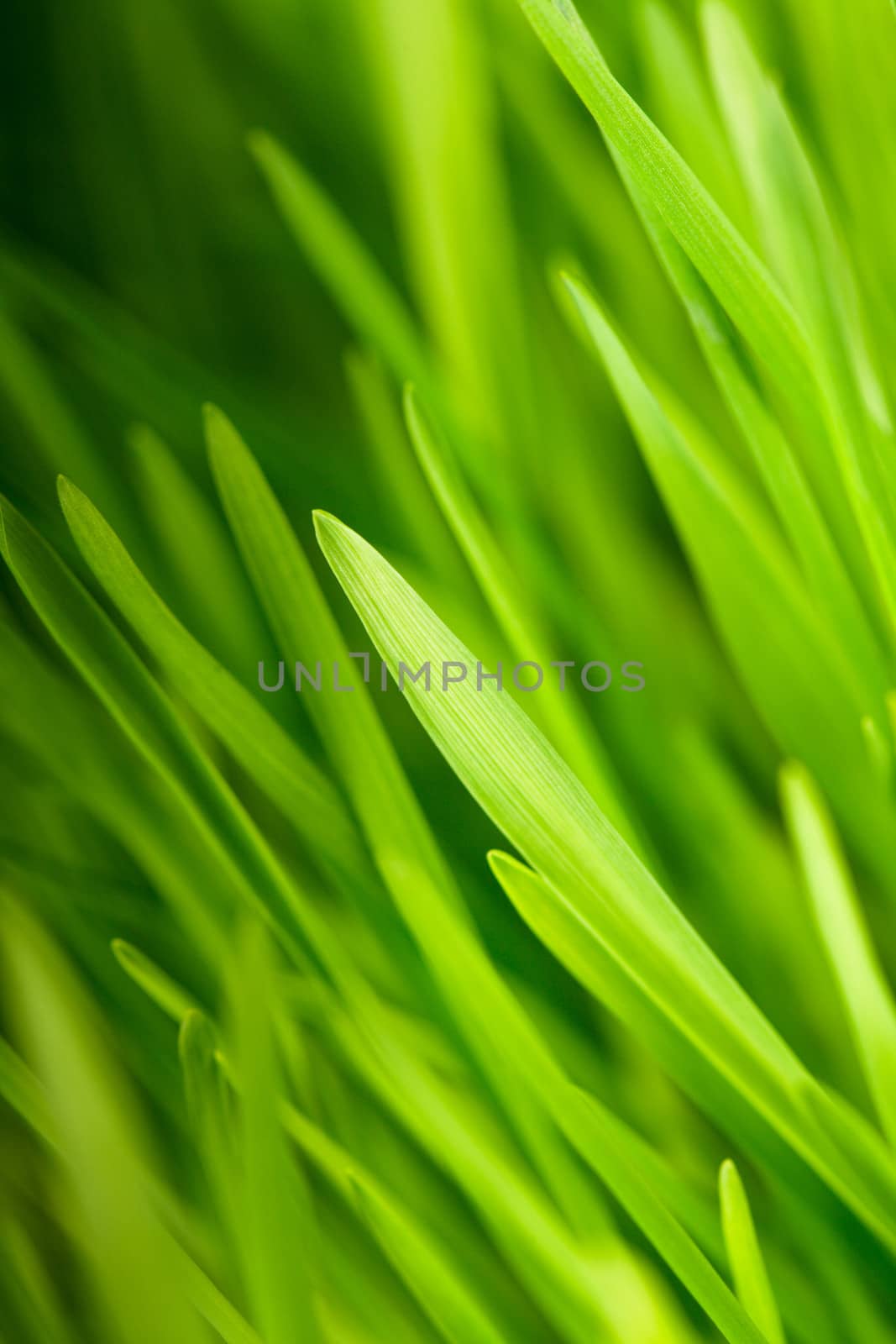 Green grass close up as a bacgkround