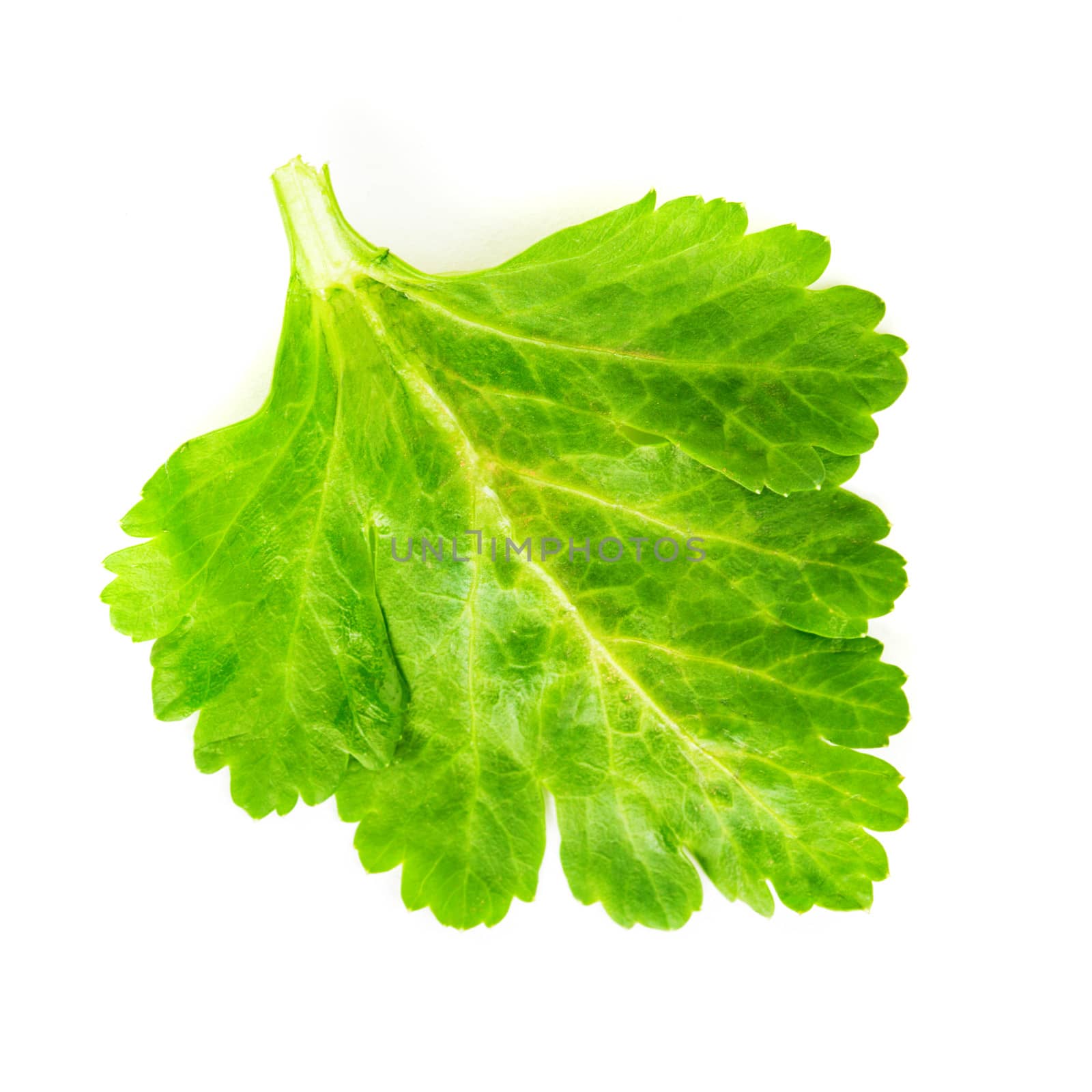 green celery leaf isolated on white