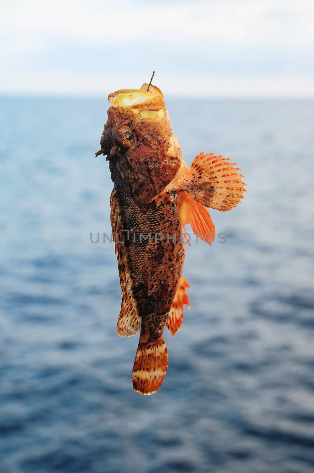 One Red Rock Sea Fish Hooked over the Blue Atlantic Ocean