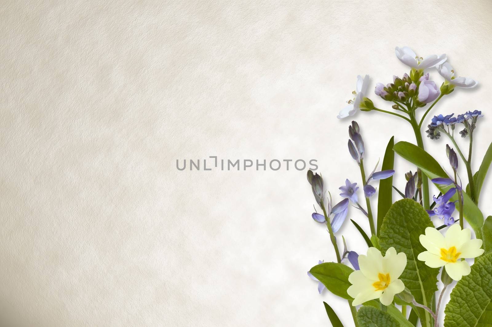 Spring flowers including bluebell and primrose on parchment paper background.