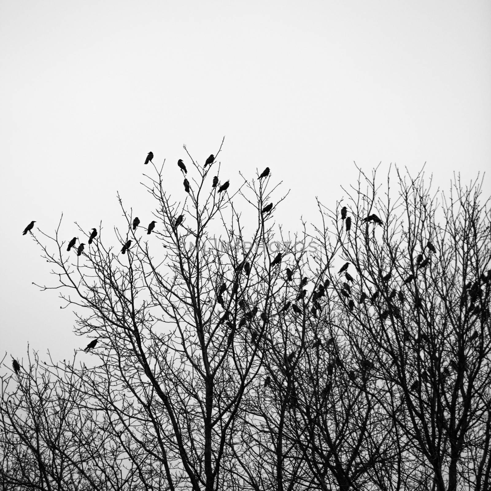 Ravens  on the trees by oksix
