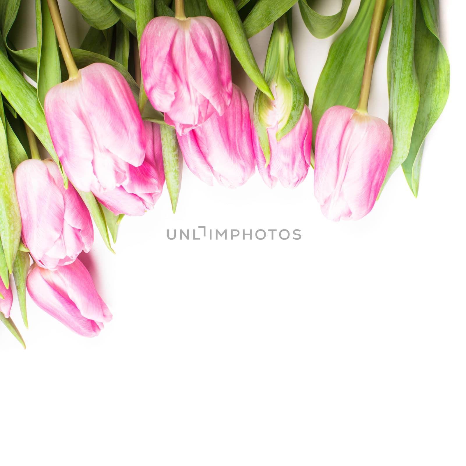 pink tulips frame isolated on white, for design