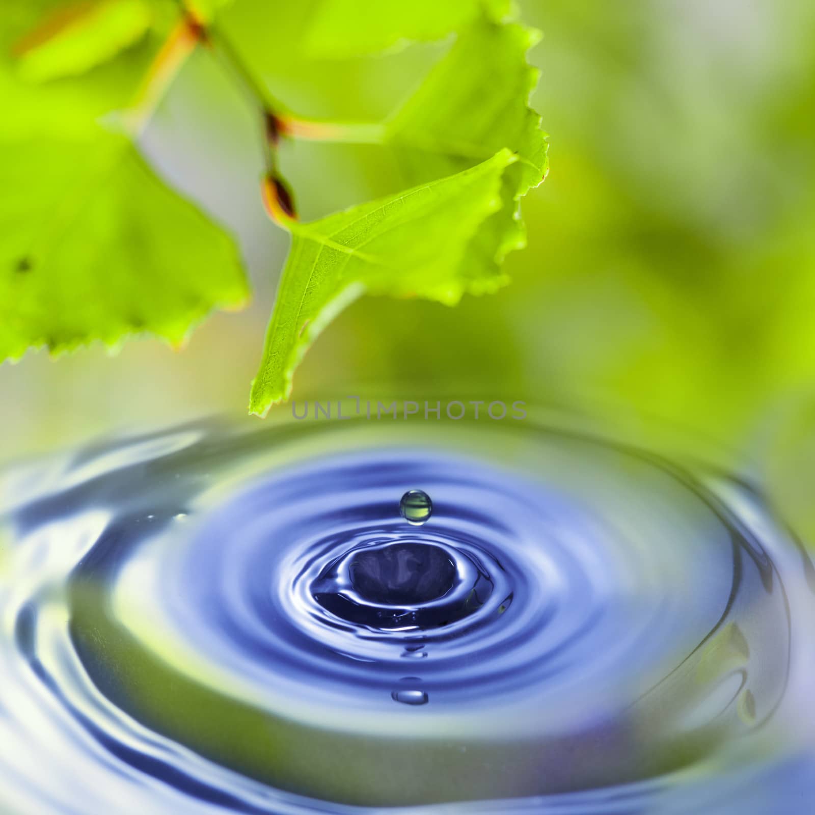 Spring background with water and green leaves