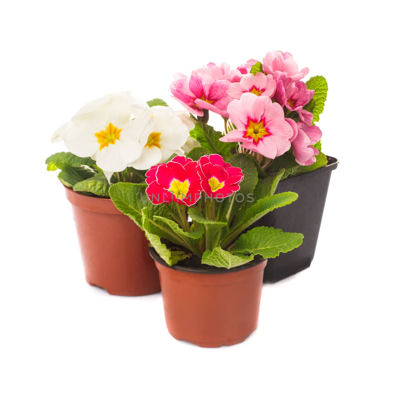 primula flowers in pots isolated on white