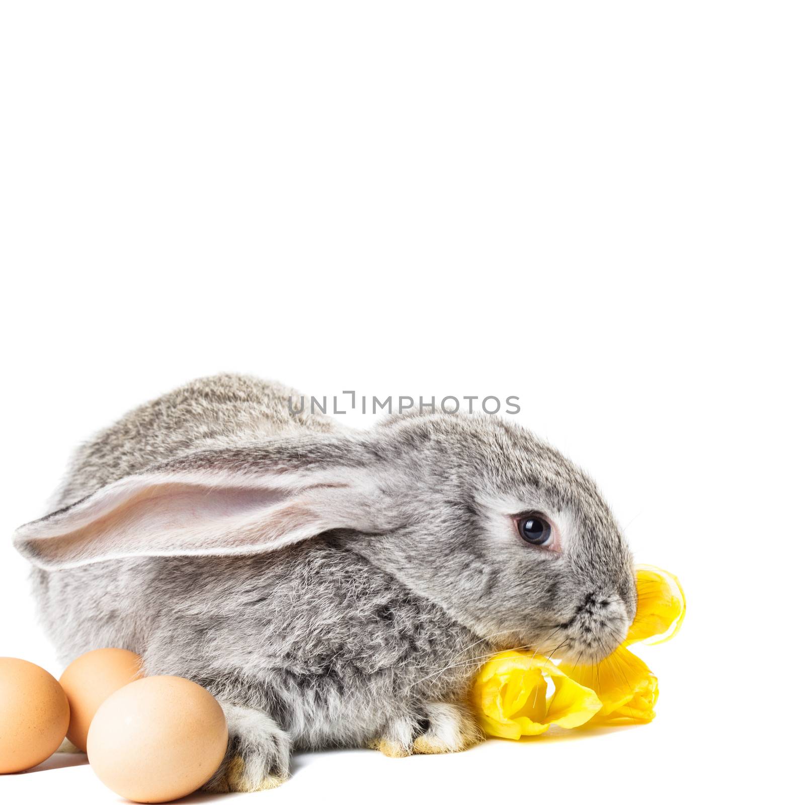 Easter rabbit by oksix