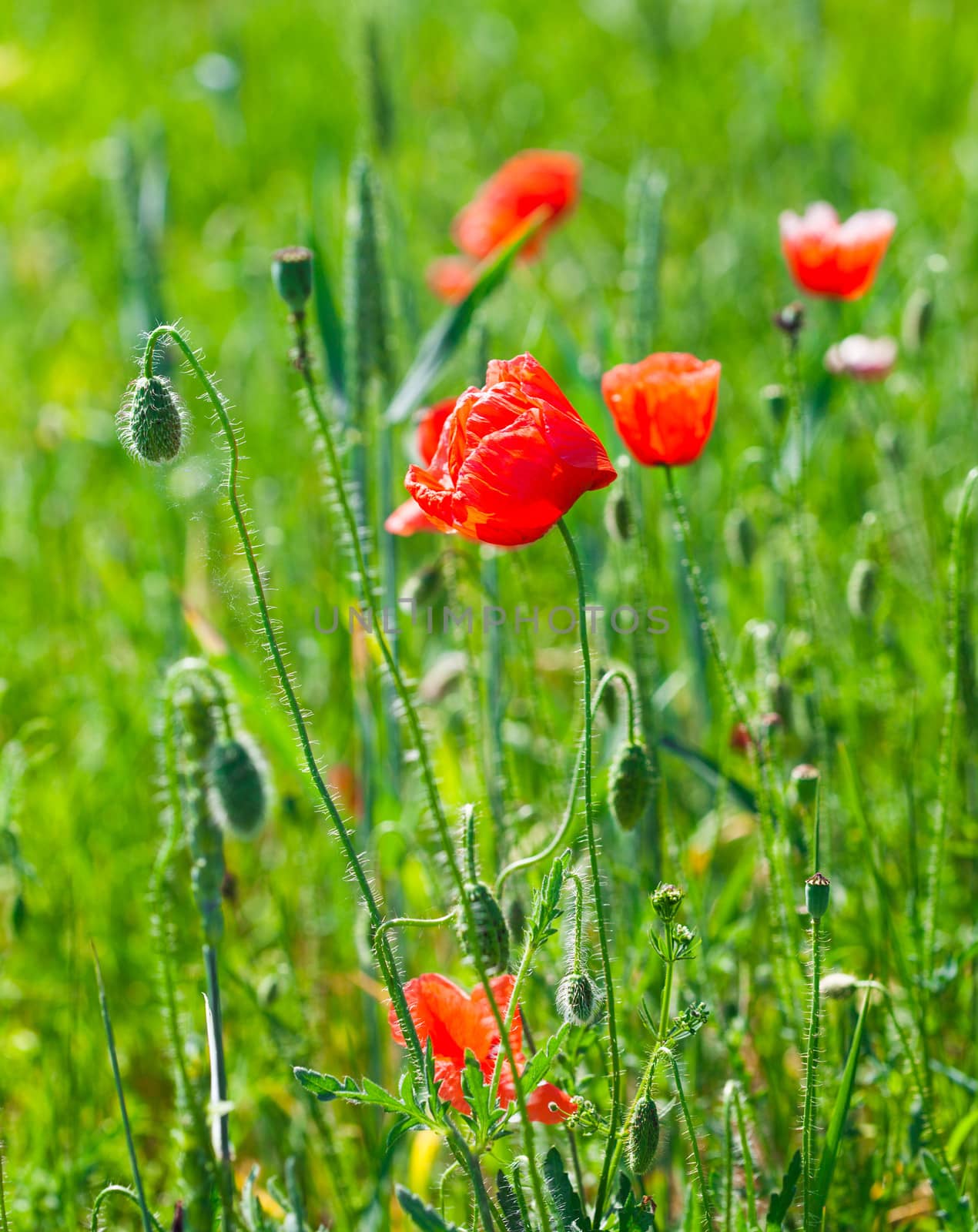 Poppy field with close up flowers, nature background.