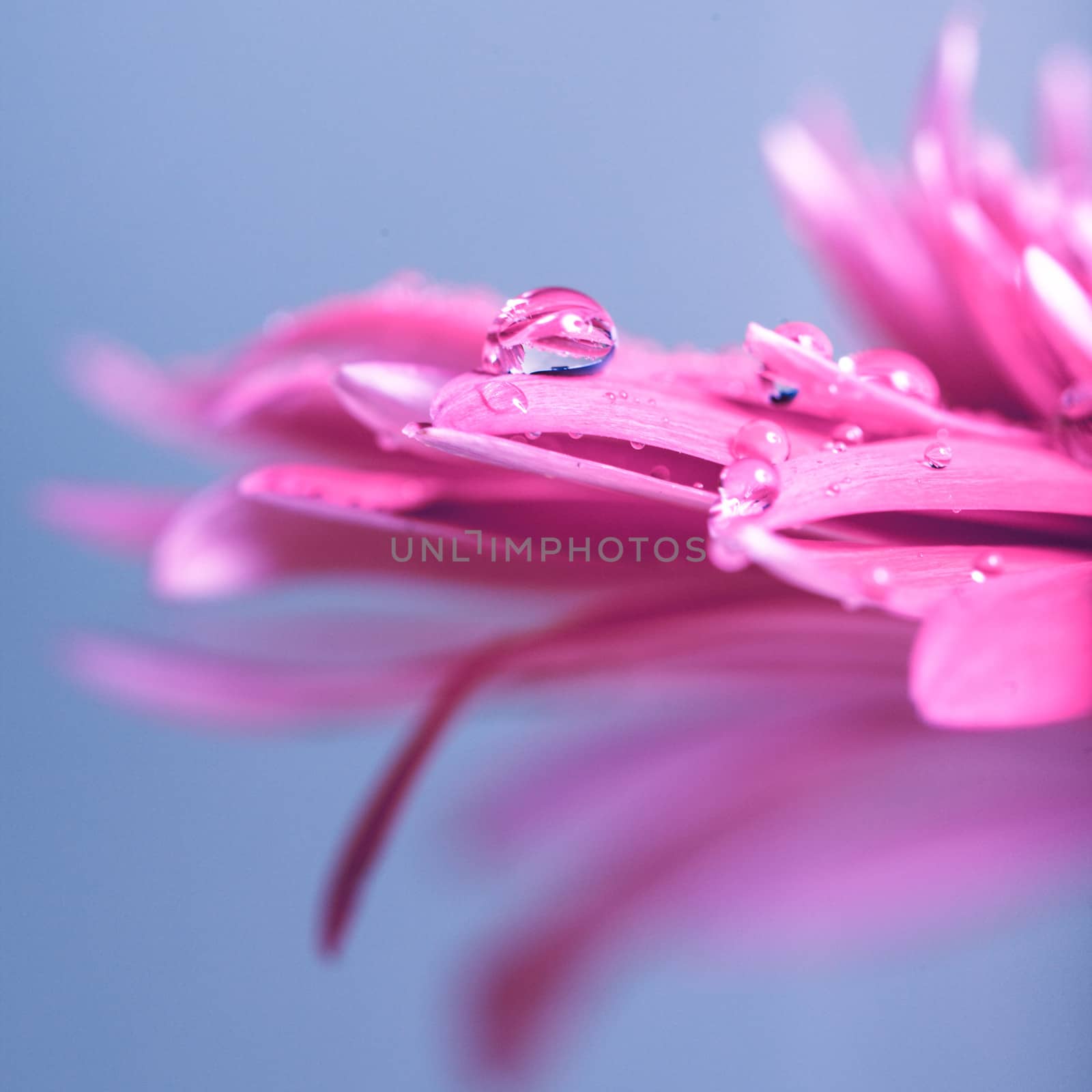 Water drop on the pink flower over blue background