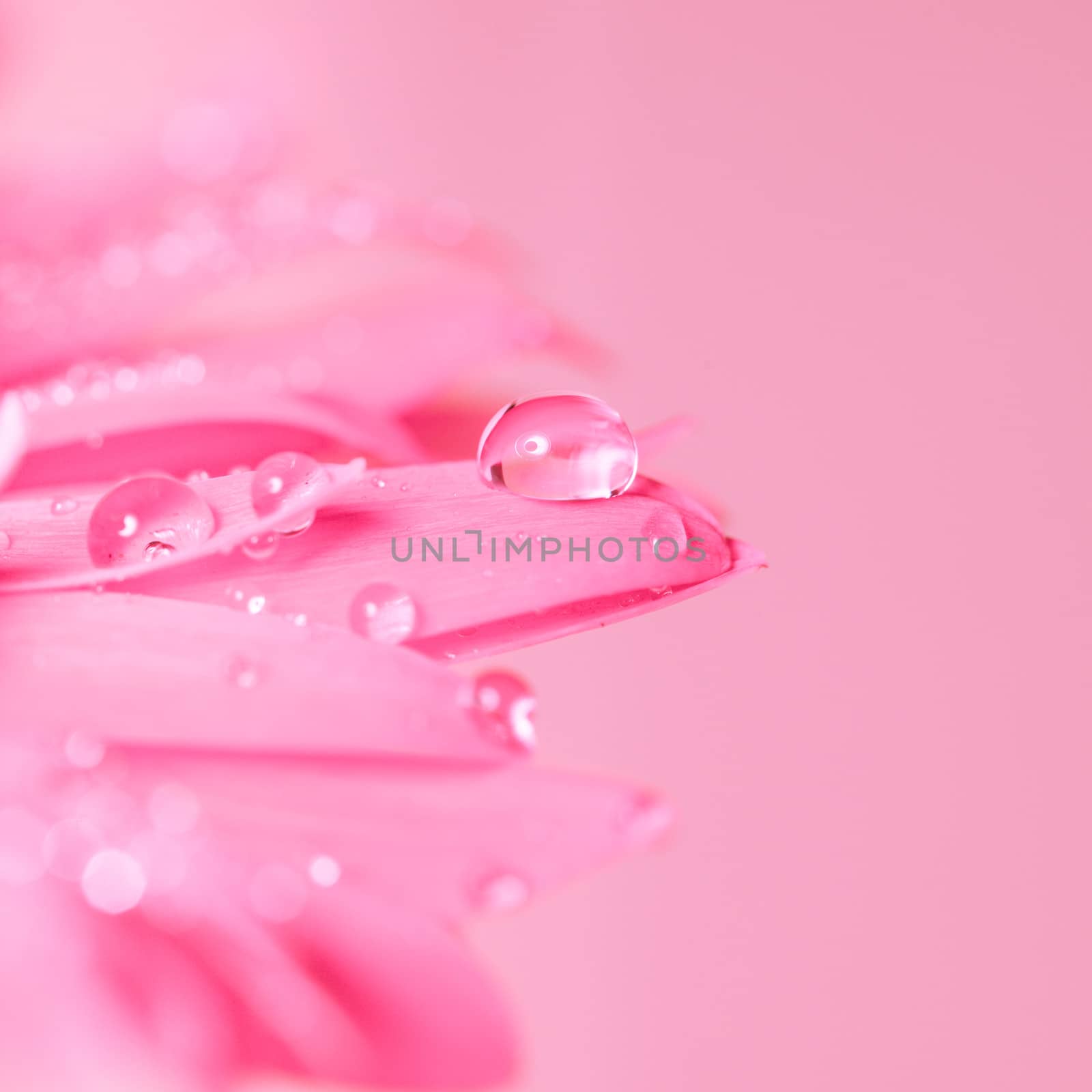 Water drop on the pink flower close up, fragility, concept