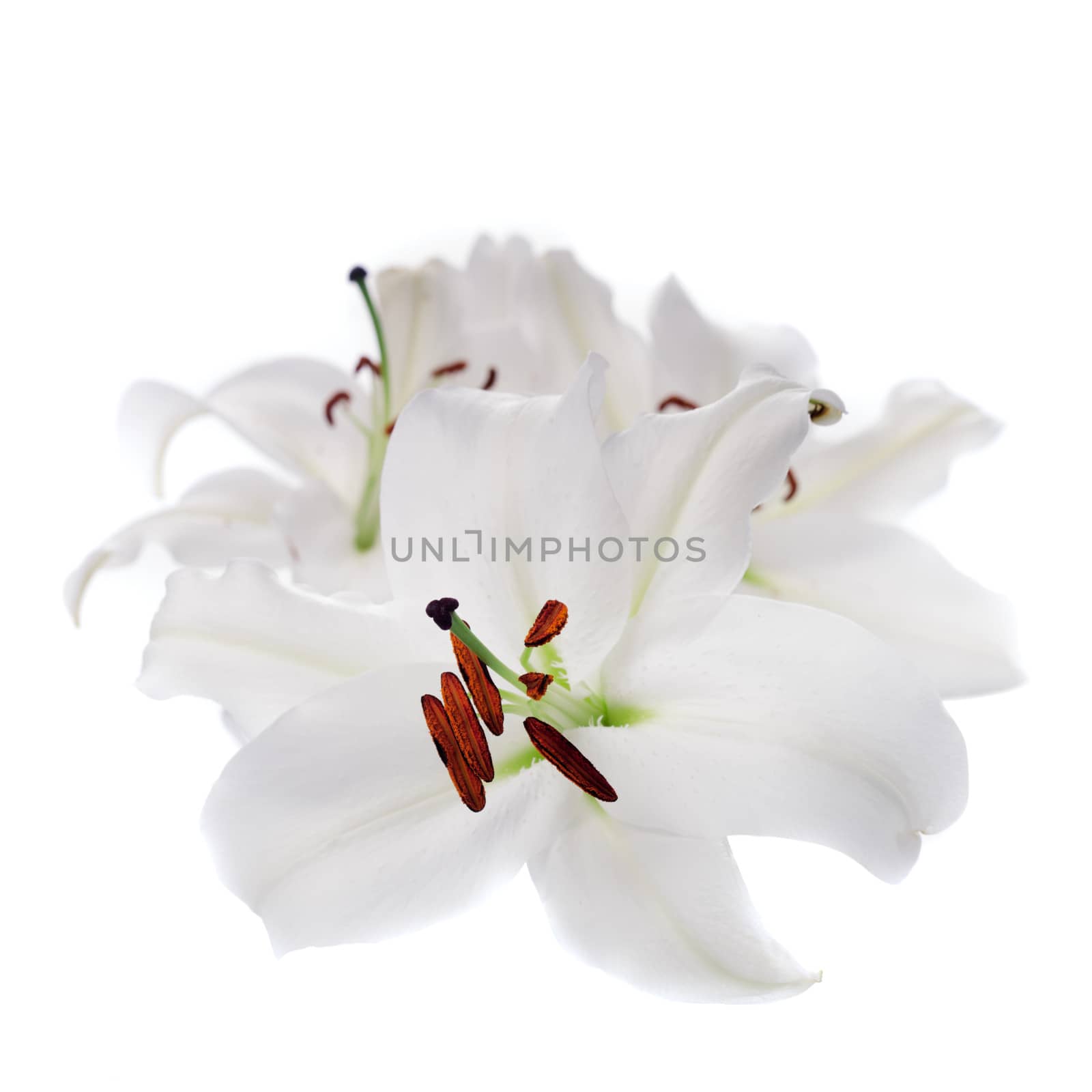 White lily flowers isolated on white background