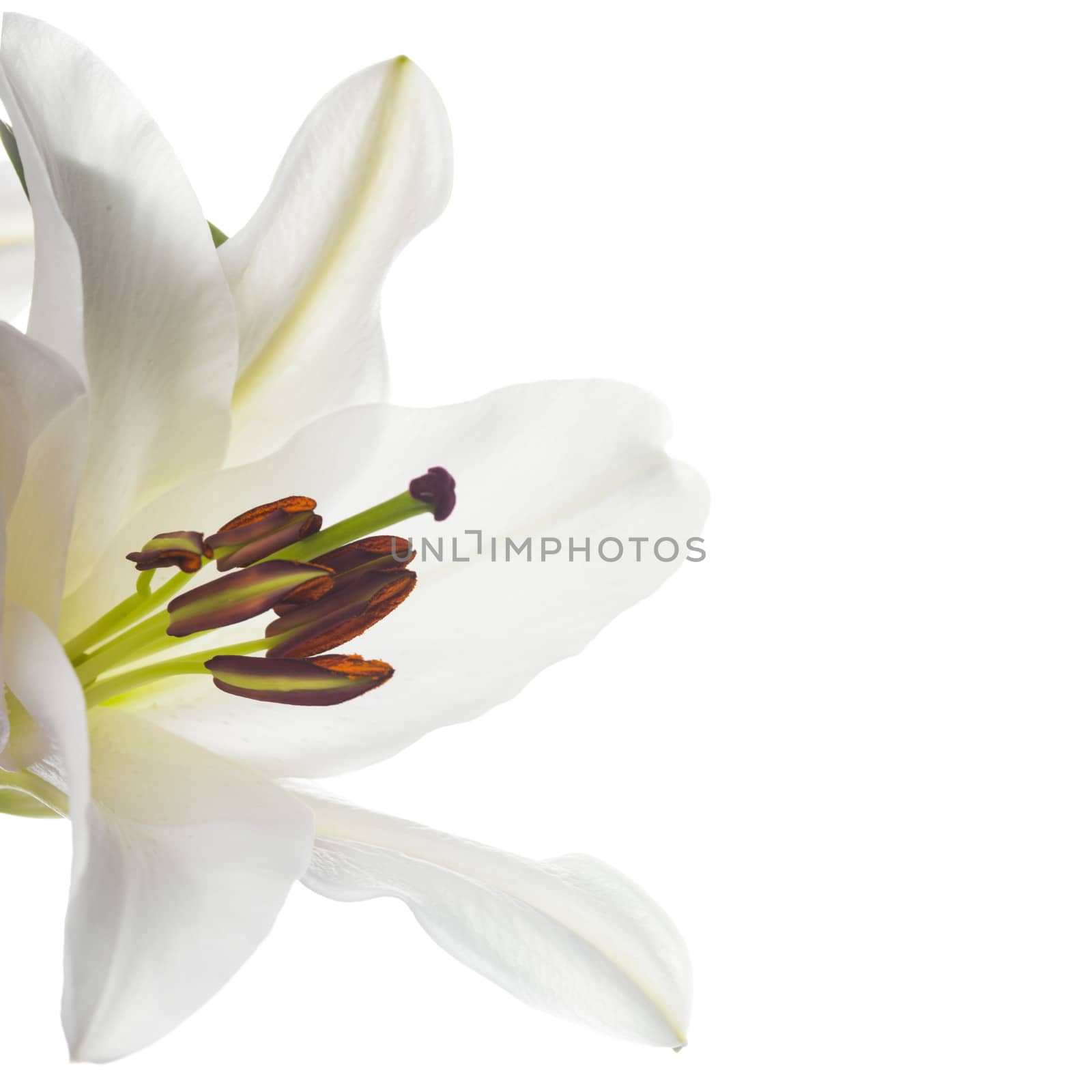 White lily by oksix
