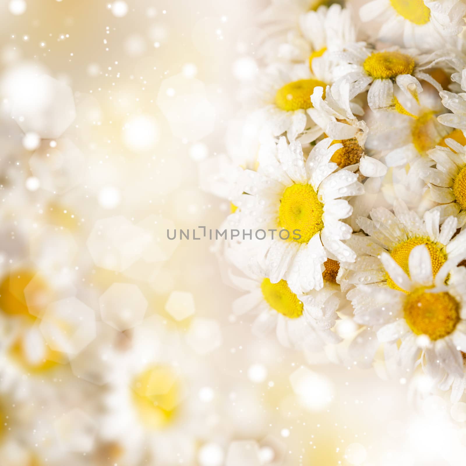 White daisies over defocused background for spring design