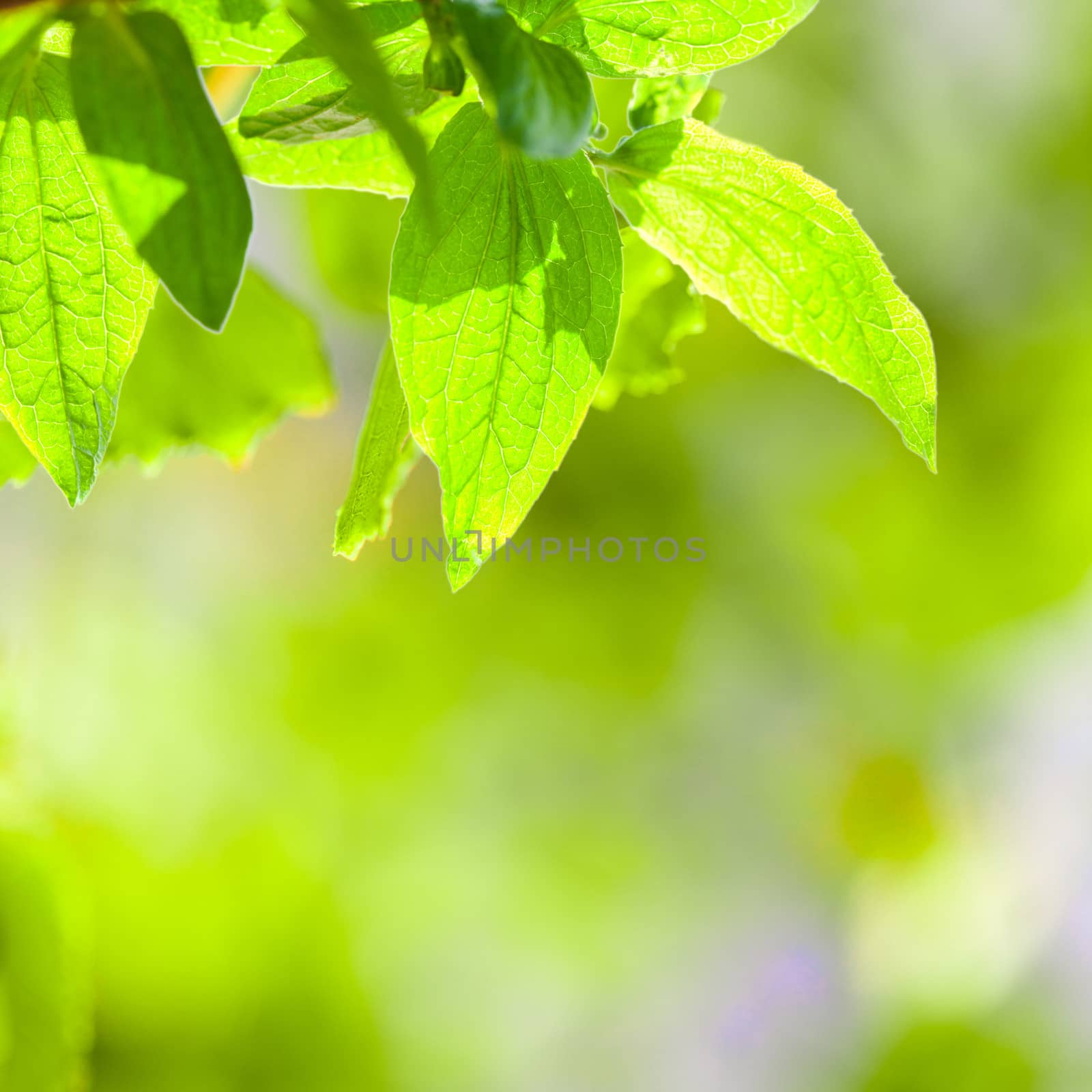 Green leaves over green defocused spring background