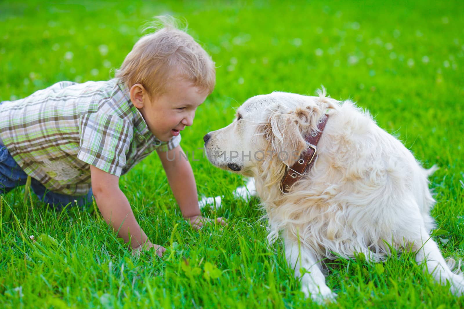 Cute two years blonde boy with golden retriever on the grass